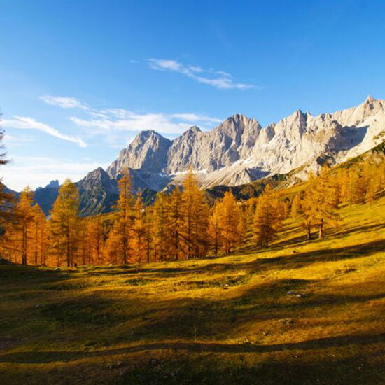 Enjoy the Dachstein with its larch forest while hiking