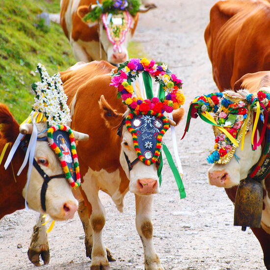 Almabtrieb at the end of summer